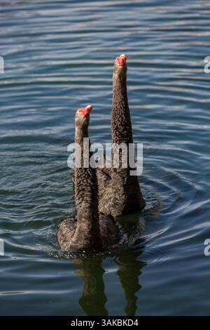 10. Januar 2015: Orlando, FL, Vereinigte Staaten von Amerika: Zwei umworfene australische schwarze Schwäne führen ihr Paarungsritual am Lake Eola in Orlando, Florida, durch. (Bild: © Richard Ellis Via ZUMA Wire) Stockfoto