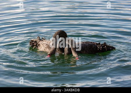 10. Januar 2015: Orlando, FL, Vereinigte Staaten von Amerika: Zwei umworfene australische schwarze Schwäne führen ihr Paarungsritual am Lake Eola in Orlando, Florida, durch. (Bild: © Richard Ellis Via ZUMA Wire) Stockfoto