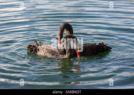10. Januar 2015: Orlando, FL, Vereinigte Staaten von Amerika: Zwei umworfene australische schwarze Schwäne führen ihr Paarungsritual am Lake Eola in Orlando, Florida, durch. (Bild: © Richard Ellis Via ZUMA Wire) Stockfoto