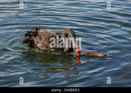10. Januar 2015: Orlando, FL, Vereinigte Staaten von Amerika: Zwei umworfene australische schwarze Schwäne führen ihr Paarungsritual am Lake Eola in Orlando, Florida, durch. (Bild: © Richard Ellis Via ZUMA Wire) Stockfoto