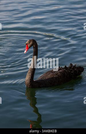 10. Januar 2015: Orlando, FL, Vereinigte Staaten von Amerika: Ein australischer schwarzer Schwan am Lake Eola in Orlando, Florida. (Bild: © Richard Ellis Via ZUMA Wire) Stockfoto