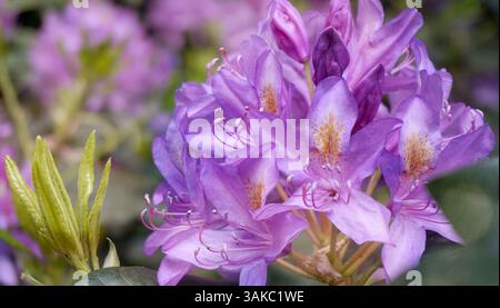 Eine Nahaufnahme der wunderschönen Azaleen im Amstelpark von Amsterdam. Stockfoto