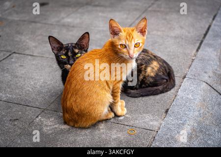 Zwei junge Katzen auf dem Bürgersteig, eine gelbe und eine schwarze in die Kamera. Stockfoto