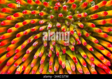 Extreme Nahaufnahme der inneren Details der Kegelblume für die Verwendung im Hintergrund. Stockfoto