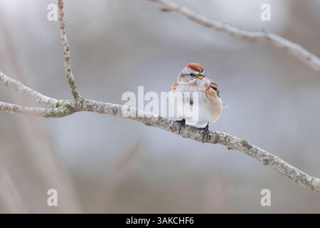 American Tree Sparrow Vogel ein Baumzweig im Winter in Michigan. Stockfoto