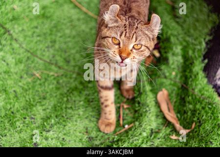 Tigerkatze mit gelben Augen und gelockerten Ohren auf grünem Hintergrund, die in die Kamera geht. Stockfoto