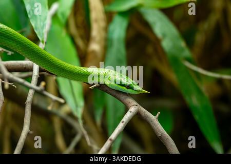 Vietnamesische Langnasenschlange (Gonyosoma boulengeri) auf einem Zweig, gefangen, Deutschland Stockfoto