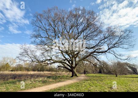 Alte englische Eiche im Frühling entlang des Parkweges Stockfoto
