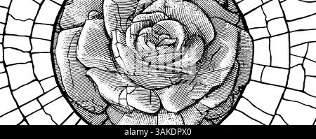Aufwändige Rose in kreisförmigem Buntglasdesign für künstlerische Einrichtung. Stock Vektor