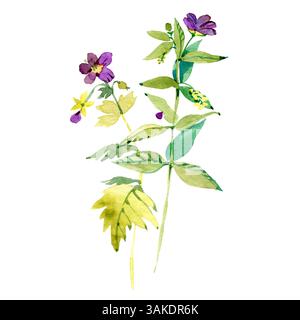 Virginia Meadow Beauty. Botanische Illustration. Aquarellmalerei auf weißem Hintergrund. Stockfoto