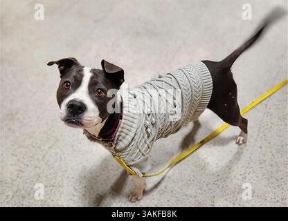 Diese stilvolle und süße Pit Bull-Mischung trägt einen strukturierten grauen Pullover und eine gelbe Leine, während sie in einem Innenraum mit ausdrucksstarken Augen nach oben blickt Stockfoto