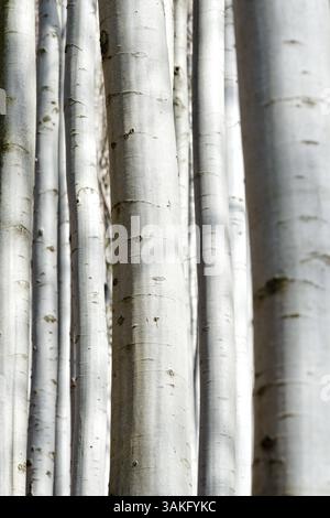 Buchenwald. Natürlicher Hintergrund. Fagus sylvatica. Gemeiner Baum in der Tschechischen republik. Stockfoto