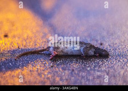 Tote Ratte auf Asphaltstraße Stockfoto