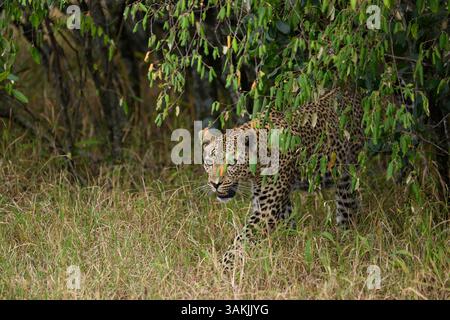 Die als Falau bekannte afrikanische Leoparde zeigt Stalking-Verhalten, als sie aus dem Pinsel auftaucht, Masai Mara Reserve, Kenia Stockfoto