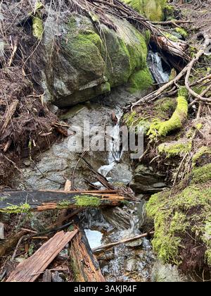 Kleiner Waldwasserfall, der durch Mossy Rocks und gefallene Äste fließt Stockfoto