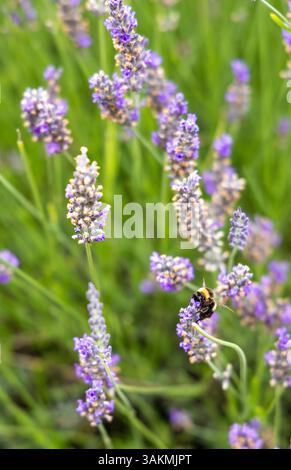 Lavendelblumen mit Bienen auf dem Feld auf Südinsel, Neuseeland Stockfoto