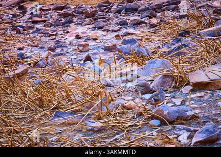 Rebhühner auf der Jagd in Rocky Desert Terrain Eye Level View Stockfoto