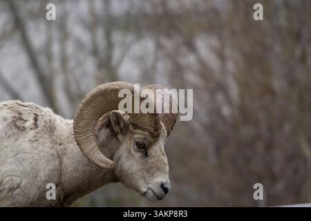 Eine Nahaufnahme eines Dickhornschafes Stockfoto
