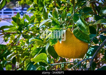 Goldene Grapefruit Inmitten Üppiger Laub Augenhöhe Nahaufnahme Stockfoto