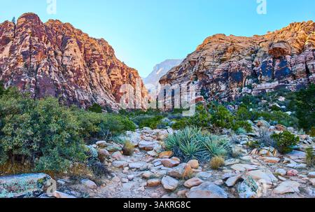 Red Rock Canyon Trail mit hoch aufragenden Klippen und Wüstenpflanzen auf Augenhöhe Stockfoto