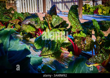 Lebendige Schweizer Mangold im sonnendurchfluteten Gartenbett aus nächster Nähe Stockfoto