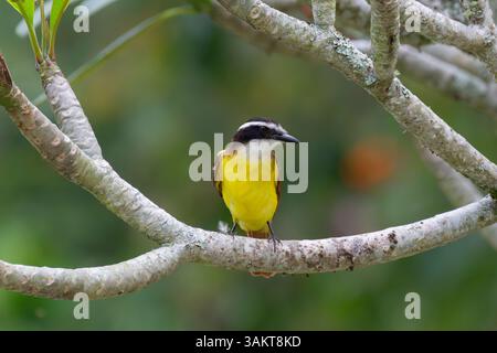 Großer Kiskadee (Pitangus sulfonatus), der auf einer Extremität thront, Finca Tinamu, Manizales, Kolumbien Stockfoto
