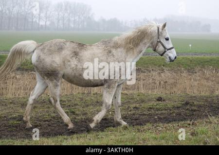 Ein weißes Pferd hinter einem Zaun Stockfoto