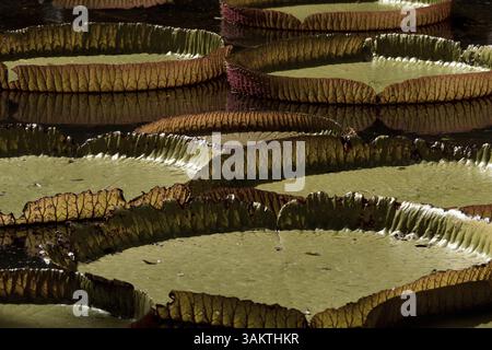 Riesige Seerosen im Teich des botanischen Gartens auf Mauritius. Victoria Regia Stockfoto