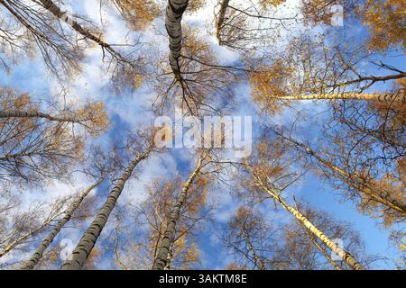 Ich schaue in Birkenbäumen auf. Wunderschöner Natur Hintergrund. Aufnahmen mit niedrigem Winkel Stockfoto