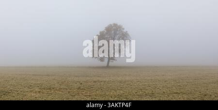 Einsamer Baum auf der leeren Weide im Morgennebel. Panoramabild Stockfoto