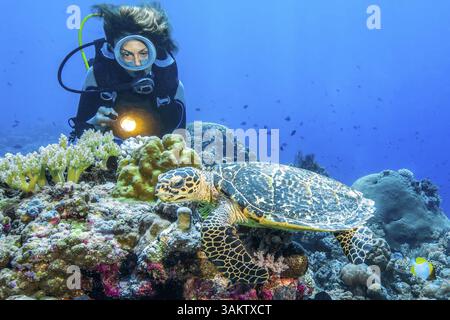Unterwasserfoto eines Tauchers, der die beleuchtete Karettschildkröte (Eretmochelys imbricata) beobachtet, die über farbenfrohen Korallenriffen im Pazifischen Ozean schwimmt Stockfoto