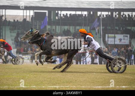 1. Februar 2014 - Kila Raipur, Punjab, Indien - die 78. Ausgabe der „olympischen spiele auf dem Land“ in Indien endete am Sonntag, 2. Februar 2014 in Kila Raipur, Punjab. Das dreitägige Festival zelebrierte den ländlichen Stolz in der Heimat der Sikhs und beinhaltete Karren-Rennen, Zelt-Pegging, Meisterleistungen auf dem Pferd und andere traditionelle Sportveranstaltungen neben kulturellen Veranstaltungen wie Bhangra und Gidda. (Bild: © Jiti Chadha/ZUMAPRESS.com) Stockfoto