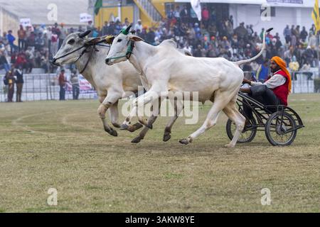 1. Februar 2014 - Kila Raipur, Punjab, Indien - die 78. Ausgabe der „olympischen spiele auf dem Land“ in Indien endete am Sonntag, 2. Februar 2014 in Kila Raipur, Punjab. Das dreitägige Festival feierte den Stolz des ländlichen Landes in der Heimat der Sikhs und beinhaltete Karren-Rennen, Zeltpegging, Pferderücken und kulturelle Veranstaltungen wie Bhangra und Gidda. (Bild: © Jiti Chadha/ZUMAPRESS.com) Stockfoto
