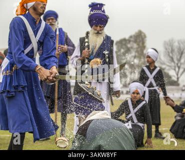 Februar 2014 - Kila Raipur, Punjab, Indien - die 78. Ausgabe der „ländlichen olympischen spiele“ in Indien, in der der Stolz des ländlichen Raums in der Heimat der Sikhs gefeiert wird. Das dreitägige Festival beinhaltete Bullock-Karren-Rennen, Zeltpegging, Pferderücken und kulturelle Veranstaltungen wie Bhangra und Gidda. (Bild: © Jiti Chadha/ZUMAPRESS.com) Stockfoto