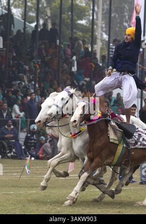 1. Februar 2014 - Kila Raipur, Punjab, Indien - die 78. Ausgabe der „olympischen spiele auf dem Land“ in Indien endete am Sonntag, 2. Februar 2014 in Kila Raipur, Punjab. Das dreitägige Festival zelebrierte den ländlichen Stolz in der Heimat der Sikhs und beinhaltete Karren-Rennen, Zelt-Pegging, Meisterleistungen auf dem Pferd und andere traditionelle Sportveranstaltungen neben kulturellen Veranstaltungen wie Bhangra und Gidda. (Bild: © Jiti Chadha/ZUMAPRESS.com) Stockfoto