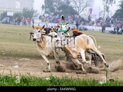 1. Februar 2014 - Kila Raipur, Punjab, Indien - die 78. Ausgabe der „olympischen spiele auf dem Land“ in Indien endete am Sonntag, 2. Februar 2014 in Kila Raipur, Punjab. Das dreitägige Festival zelebrierte den ländlichen Stolz in der Heimat der Sikhs und beinhaltete Karren-Rennen, Zelt-Pegging, Meisterleistungen auf dem Pferd und andere traditionelle Sportveranstaltungen neben kulturellen Veranstaltungen wie Bhangra und Gidda. (Bild: © Jiti Chadha/ZUMAPRESS.com) Stockfoto