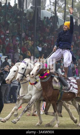 1. Februar 2014 - Kila Raipur, Punjab, Indien - die 78. Ausgabe der „olympischen spiele auf dem Land“ in Indien endete am Sonntag, 2. Februar 2014 in Kila Raipur, Punjab. Das dreitägige Festival zelebrierte den ländlichen Stolz in der Heimat der Sikhs und beinhaltete Karren-Rennen, Zelt-Pegging, Meisterleistungen auf dem Pferd und andere traditionelle Sportveranstaltungen neben kulturellen Veranstaltungen wie Bhangra und Gidda. (Bild: © Jiti Chadha/ZUMAPRESS.com) Stockfoto