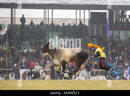 1. Februar 2014 - Kila Raipur, Punjab, Indien - die 78. Ausgabe der „olympischen spiele auf dem Land“ in Indien endete am Sonntag, 2. Februar 2014 in Kila Raipur, Punjab. Das dreitägige Festival zelebrierte den ländlichen Stolz in der Heimat der Sikhs und beinhaltete Karren-Rennen, Zelt-Pegging, Meisterleistungen auf dem Pferd und andere traditionelle Sportveranstaltungen neben kulturellen Veranstaltungen wie Bhangra und Gidda. (Bild: © Jiti Chadha/ZUMAPRESS.com) Stockfoto