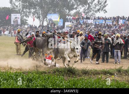 1. Februar 2014 - Kila Raipur, Punjab, Indien - die 78. Ausgabe der „olympischen spiele auf dem Land“ in Indien endete am Sonntag, 2. Februar 2014 in Kila Raipur, Punjab. Das dreitägige Festival zelebrierte den ländlichen Stolz in der Heimat der Sikhs und beinhaltete Karren-Rennen, Zelt-Pegging, Meisterleistungen auf dem Pferd und andere traditionelle Sportveranstaltungen neben kulturellen Veranstaltungen wie Bhangra und Gidda. (Bild: © Jiti Chadha/ZUMAPRESS.com) Stockfoto