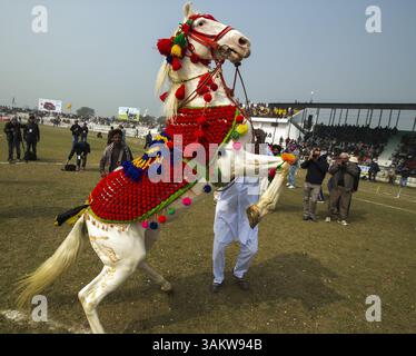 2. Februar 2014 - Kila Raipur, Punjab, Indien - die 78. Ausgabe der „olympischen spiele auf dem Land“ in Indien endete am Sonntag, 2. Februar 2014 in Kila Raipur, Punjab. Das dreitägige Festival zelebrierte den ländlichen Stolz in der Heimat der Sikhs und beinhaltete Karren-Rennen, Zelt-Pegging, Meisterleistungen auf dem Pferd und andere traditionelle Sportveranstaltungen neben kulturellen Veranstaltungen wie Bhangra und Gidda. (Bild: © Jiti Chadha/ZUMAPRESS.com) Stockfoto