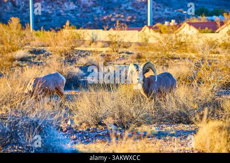 Dickhornschafe grasen in der Wüstenlandschaft auf Golden Hour Eye Level Stockfoto