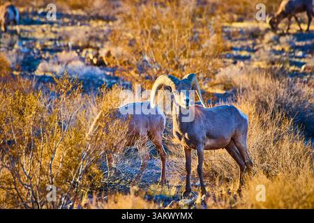 Dickhornschafe in der Wüste aus der Perspektive der Golden Hour Eye Stockfoto