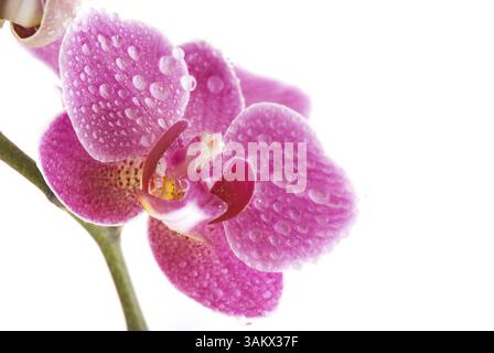 Orchideen-Makroblumen-Studio isoliert Stockfoto