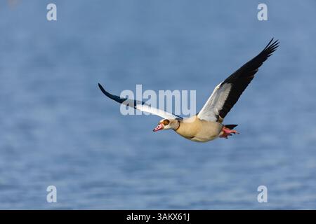 Ägyptische Gans Alopochen aegyptiacus, Erwachsene fliegen, Suffolk, England, April Stockfoto