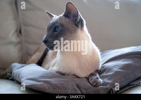 Blue Point Siamkatze, blaue Augen, kurzes Haar, reinrassiges Pedigree, Haustier, Hochformat schließen Stockfoto