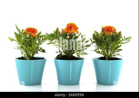 Französische Ringelblumen in blaue Blumentöpfe Stockfoto