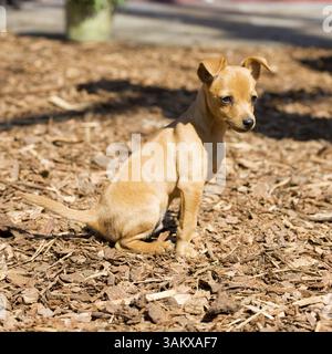 Zwergpinscher Welpen Sitzen im Freien in der Sonne Stockfoto