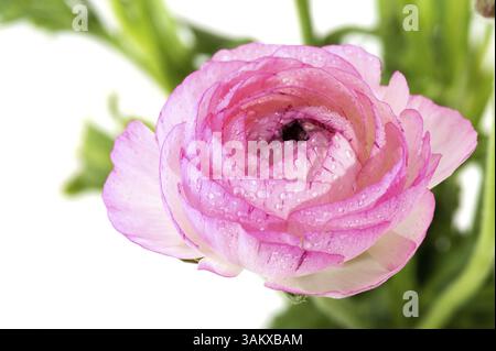 Single rosa Nass buttercup über Weiß isoliert Stockfoto