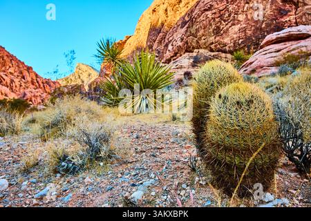 Barrel Cacti und Yucca in Red Rock Wilderness Eye-Level View Stockfoto