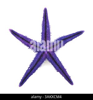 Lila starfish beach Tier auf weißem Hintergrund Stockfoto